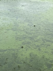 Lithobates catesbeianus