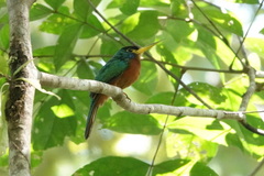 Galbula cyanicollis