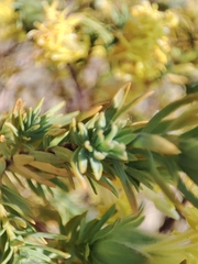 Lasiosiphon burchellii