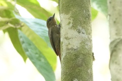 Glyphorynchus spirurus