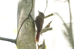 Glyphorynchus spirurus