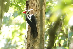 Campephilus melanoleucos