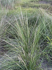 Ammophila breviligulata