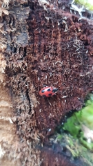 Endomychus coccineus