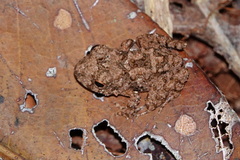 Oreobates quixensis