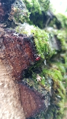 Endomychus coccineus