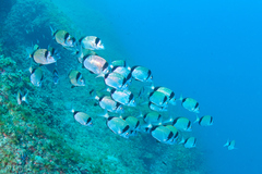 Diplodus vulgaris