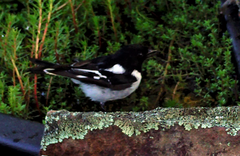 Melanodryas cucullata