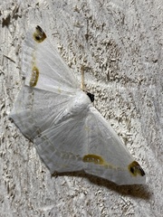 Sericoptera
