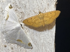 Sericoptera