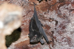 Saccopteryx