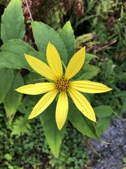 Helianthus strumosus