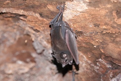Peropteryx