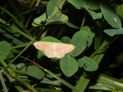 Cyclophora punctaria