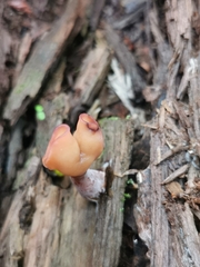 Gyromitra infula