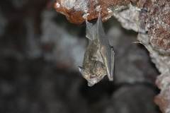 Trachops cirrhosus