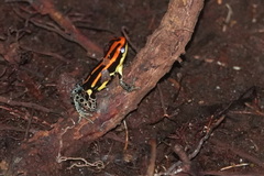 Ranitomeya uakarii