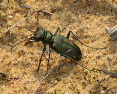 Cicindela purpurea