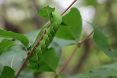 Sphinx kalmiae