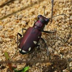 Cicindela scutellaris