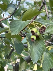Crataegus douglasii