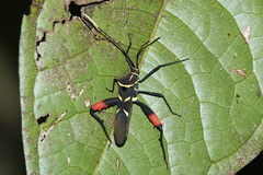 Moronopelios nigritus