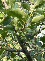 Crataegus douglasii