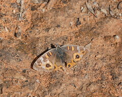 Junonia villida
