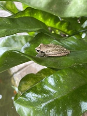 Pelodryadidae