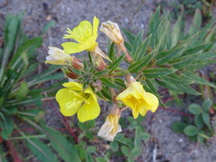 Oenothera oakesiana