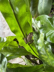 Pelodryadidae