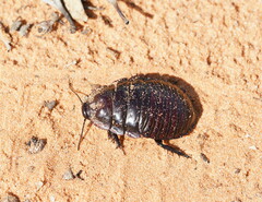 Geoscapheus dilatatus