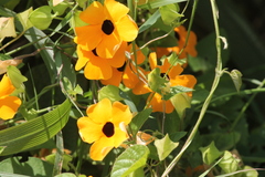 Thunbergia alata