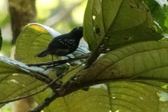 Myrmelastes hyperythrus