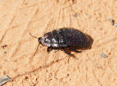 Geoscapheus dilatatus