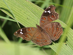 Junonia natalica