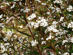 Logania recurva