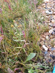 Limbarda crithmoides