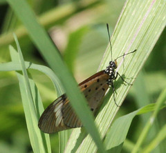 Acraea encedon