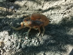 Parabuthus planicauda