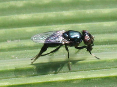 Physiphora