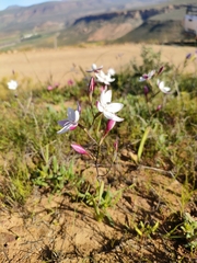 Hesperantha cucullata