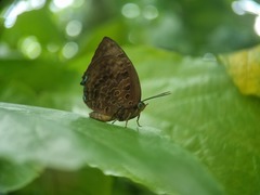 Arhopala centaurus