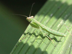 Polyspilota aeruginosa