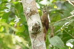 Dendrocincla fuliginosa