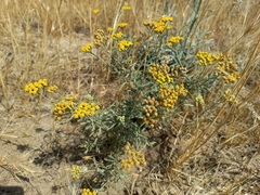 Achillea micrantha