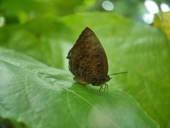 Arhopala centaurus