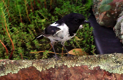 Melanodryas cucullata