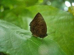 Arhopala centaurus