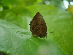 Arhopala centaurus